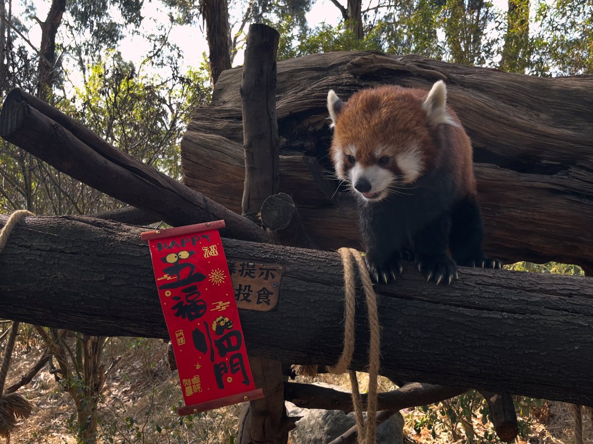 老夏的 tweet media