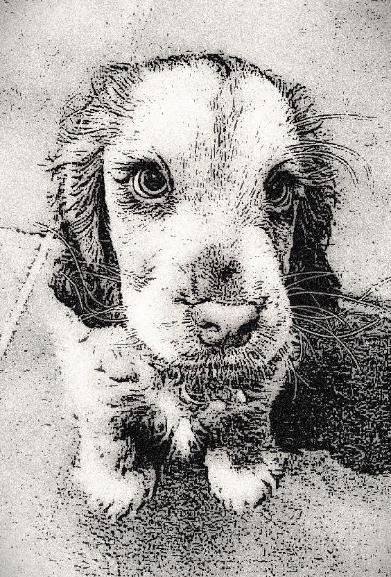 milevbtc's tweet image. But why always me ? 

#digitalartworks #pets #animals #dogs #zora  

Instagram - mosaicsbg  &amp;amp; milevbtc
zora.co/@milevbtc