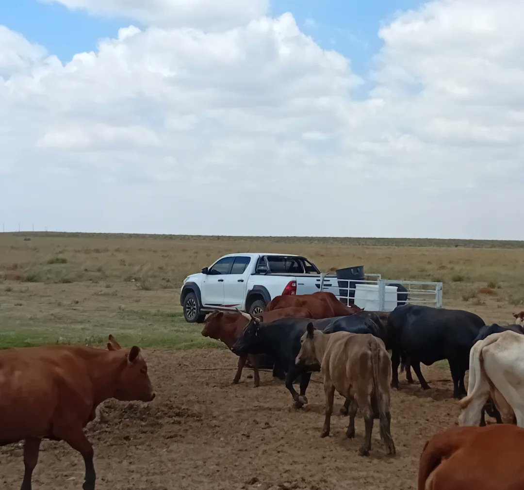 Abdikadir tweet media