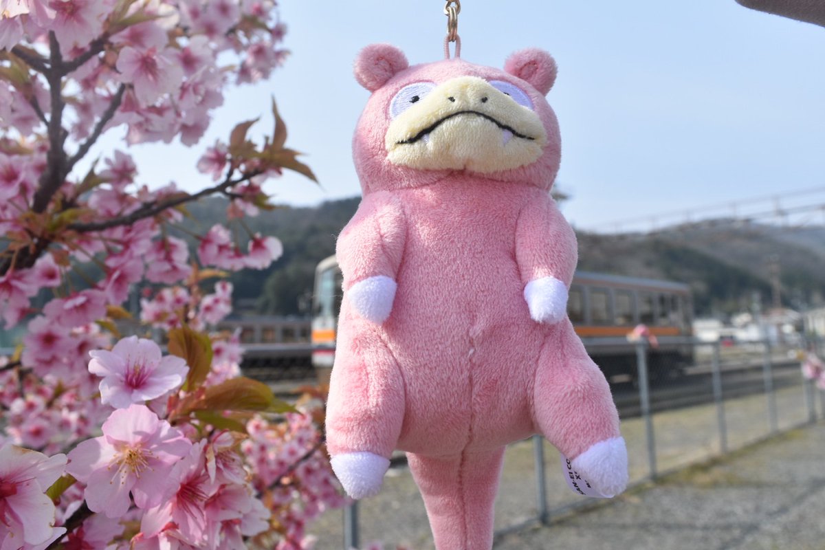 ryujin_13's tweet photo. 2026年春
ヤドンと撮った満開の桜
やぁん

#ぬい活 #ポケモン https://t.co/kZLZgCfbG4