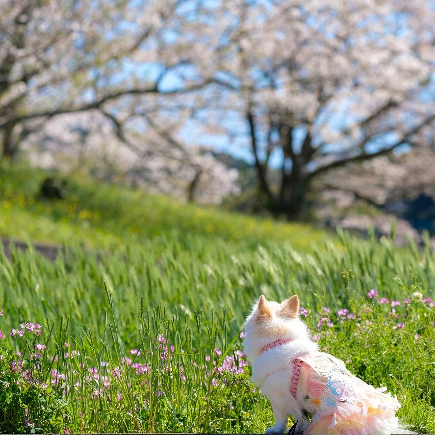 こむぎの親 tweet media