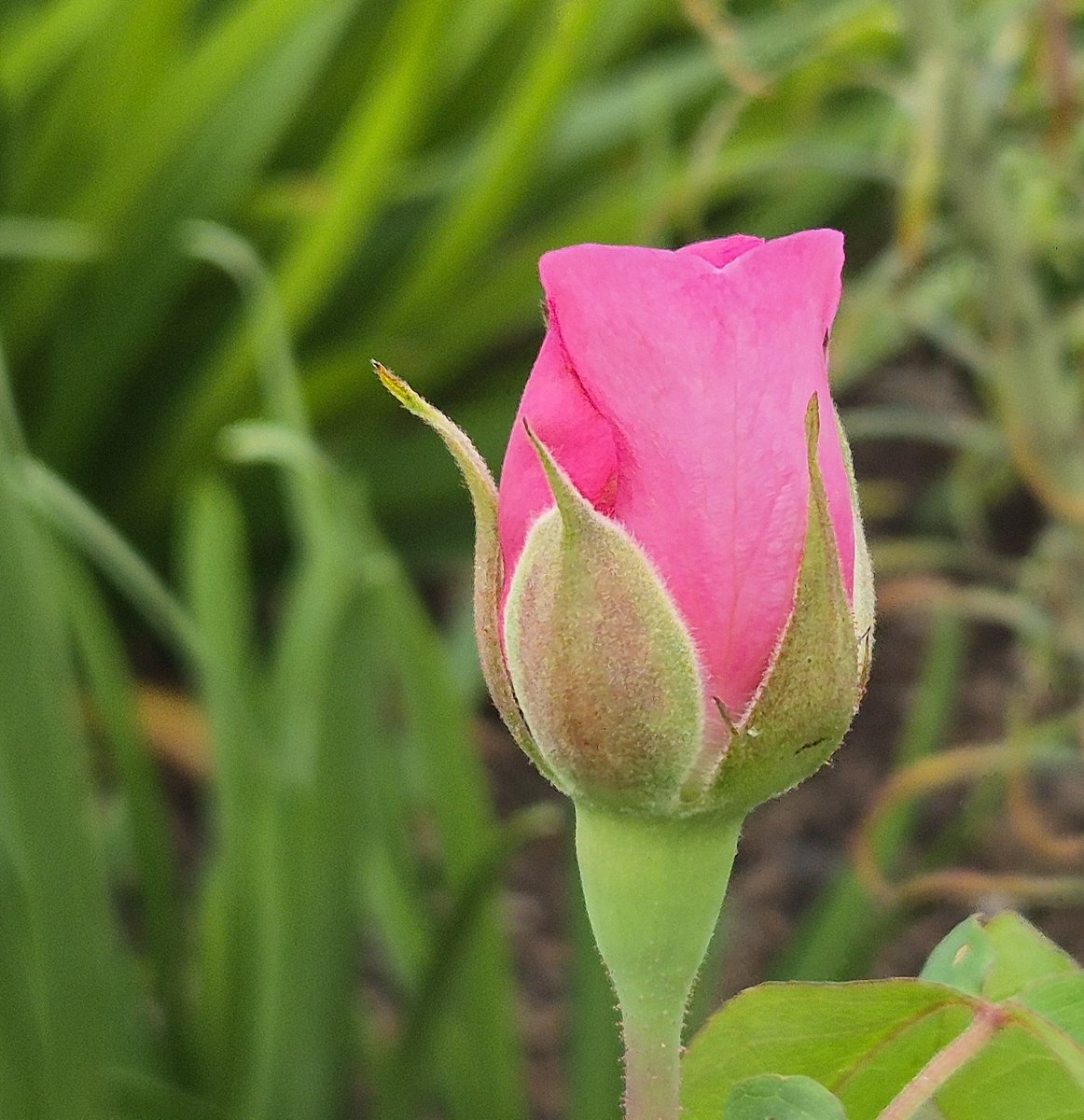 Ozymandiasdust's tweet image. Have a wonderful #RoseWednesday everyone. Sending love out into the world...❤️ #Devon #England