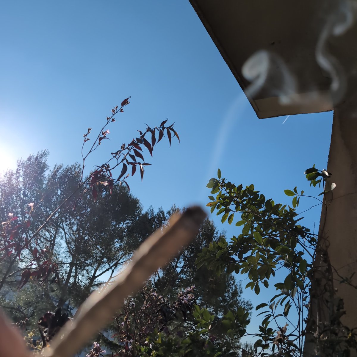 DjBelzebud's tweet image. #Balcon #PlantesBalcon #WeedLovers
#JointTime #CannabisChill #StonedVibes #Herbe  #smokeweedeveryday