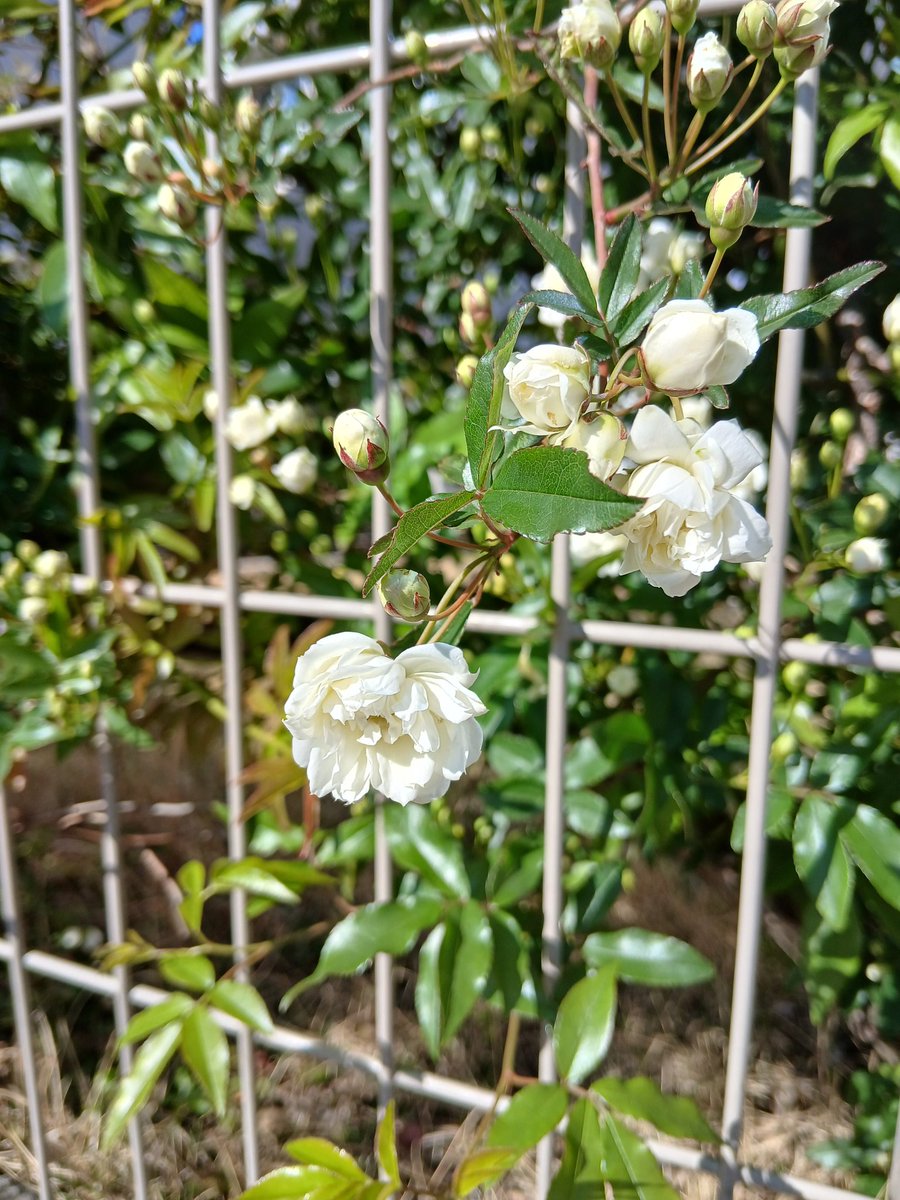 ぴょんた tweet media