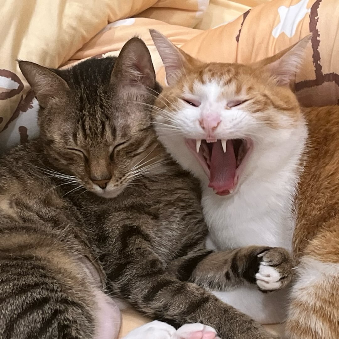 洛可洛斯特Loco Lost🥞鍊金術師VTUBER tweet media