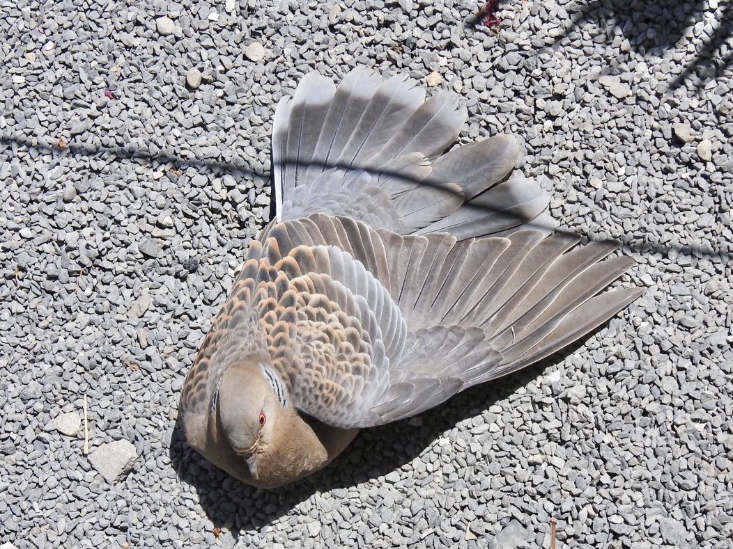 でこぱち商店 tweet media