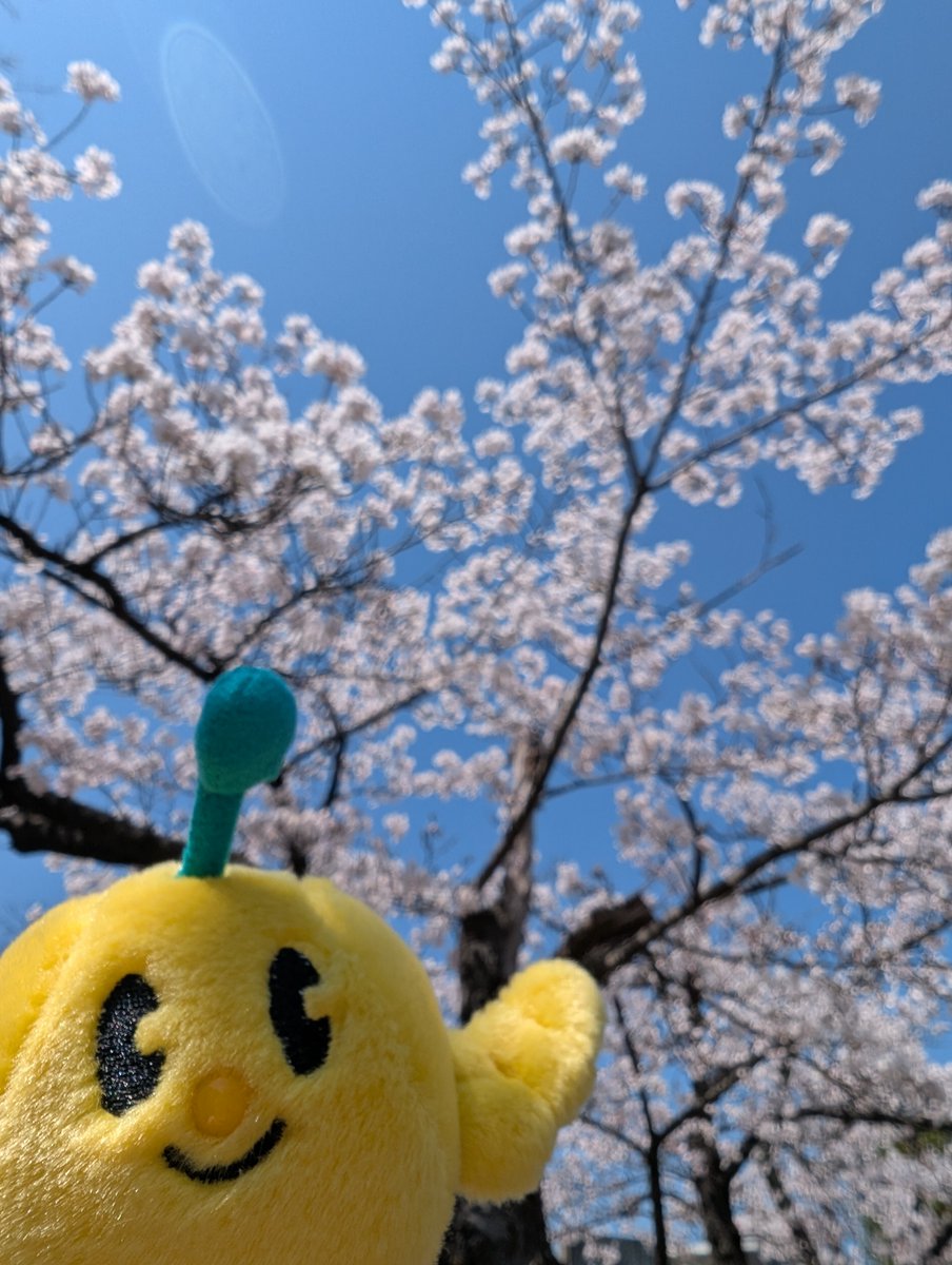 FromKibitan's tweet image. 桜が咲いていたよ！きれいだね！
#福島県　#Fukushima #Japan #キビタン  #ゆるキャラ　#桜
