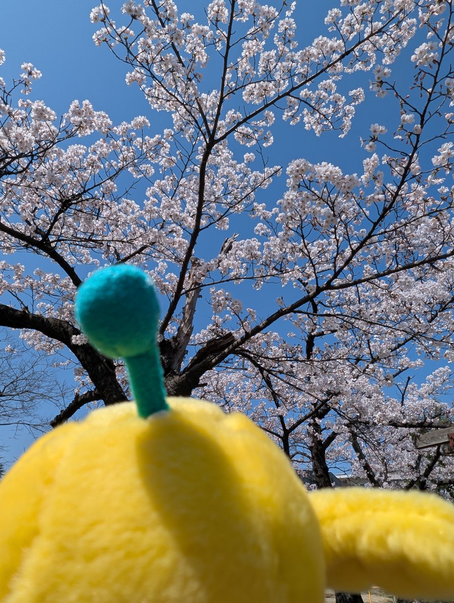 FromKibitan's tweet image. 桜が咲いていたよ！きれいだね！
#福島県　#Fukushima #Japan #キビタン  #ゆるキャラ　#桜