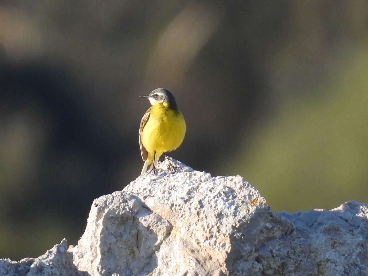 Pajarines tweet media