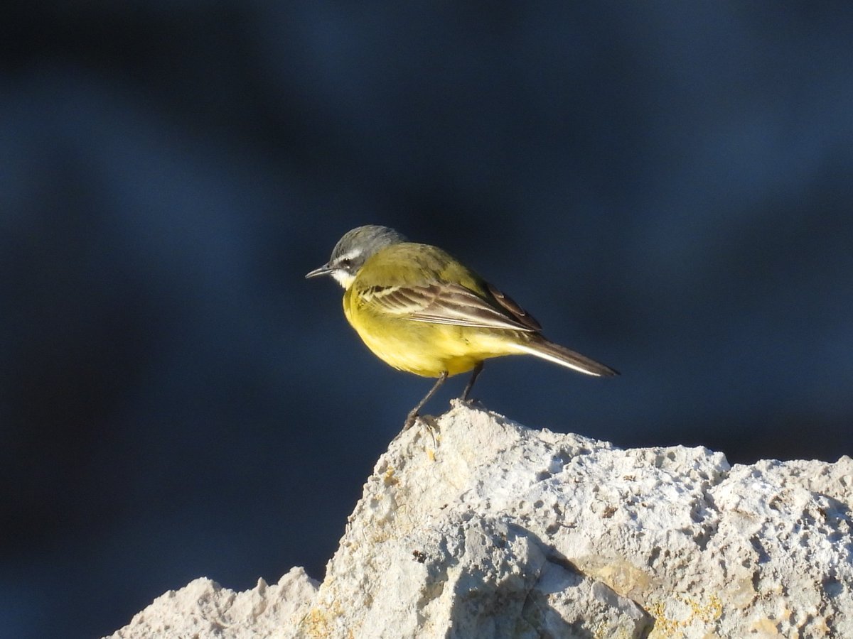 Pajarines tweet media