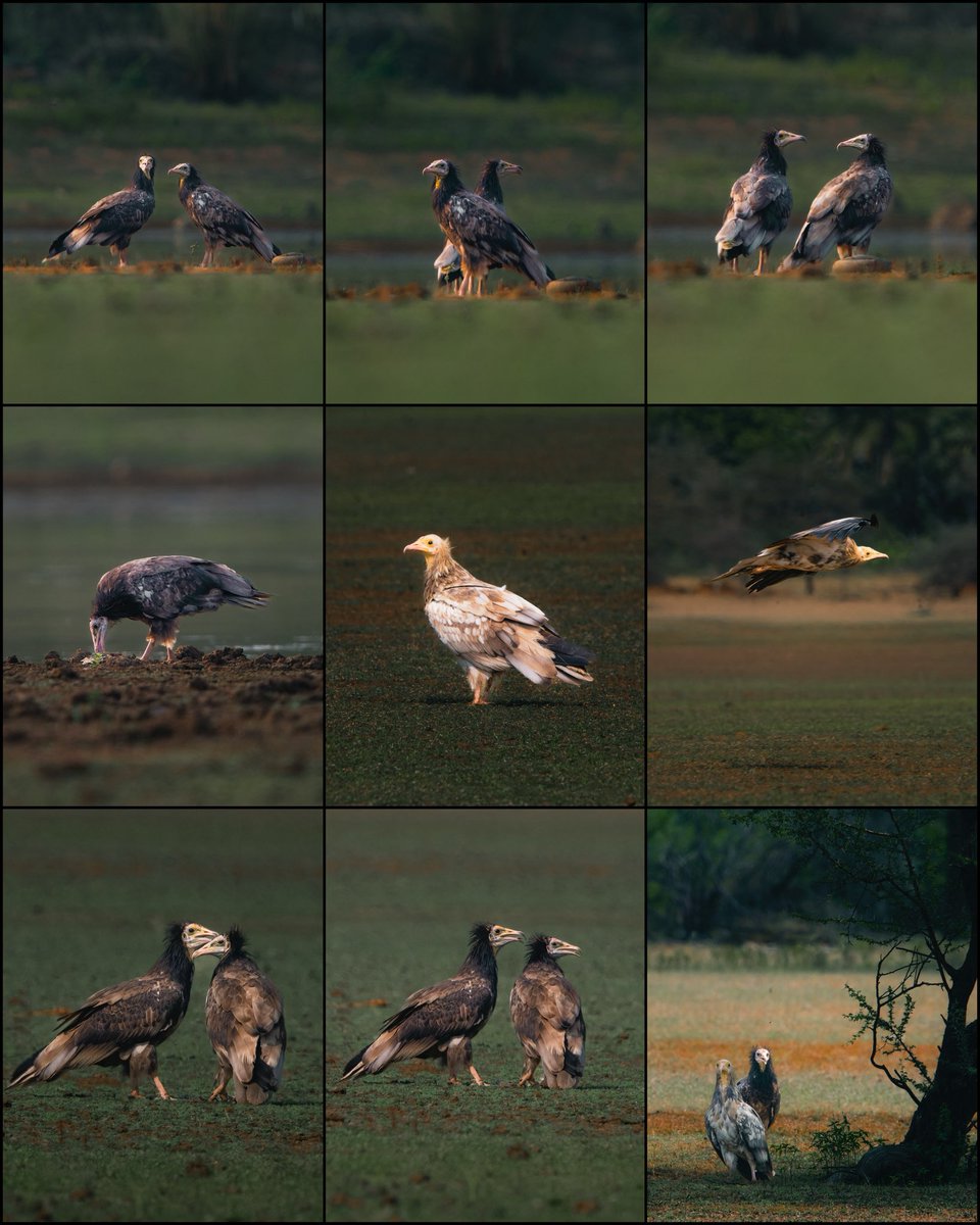 Vultures spotted in Koonthankulam bird sanctuary