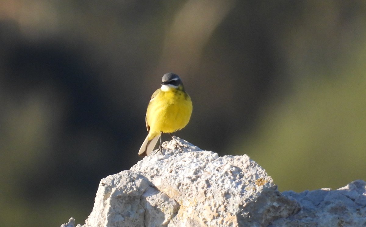 Pajarines tweet media