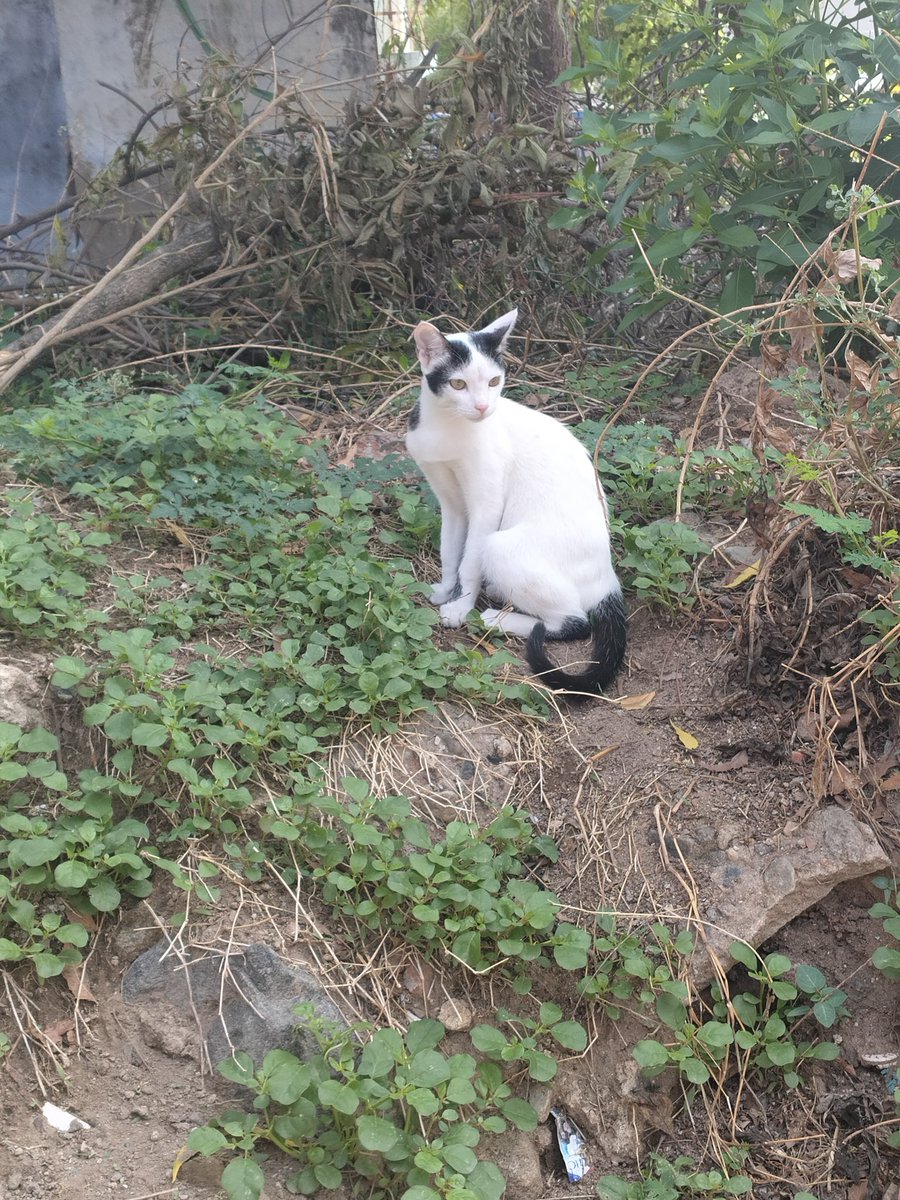 DEVISRI 🇮🇳 tweet media