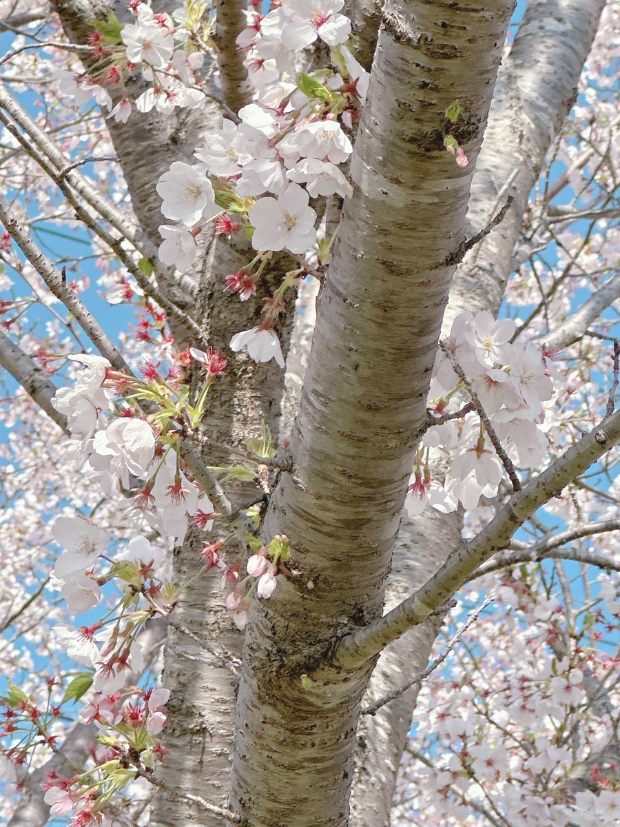 shake.🌴 tweet media