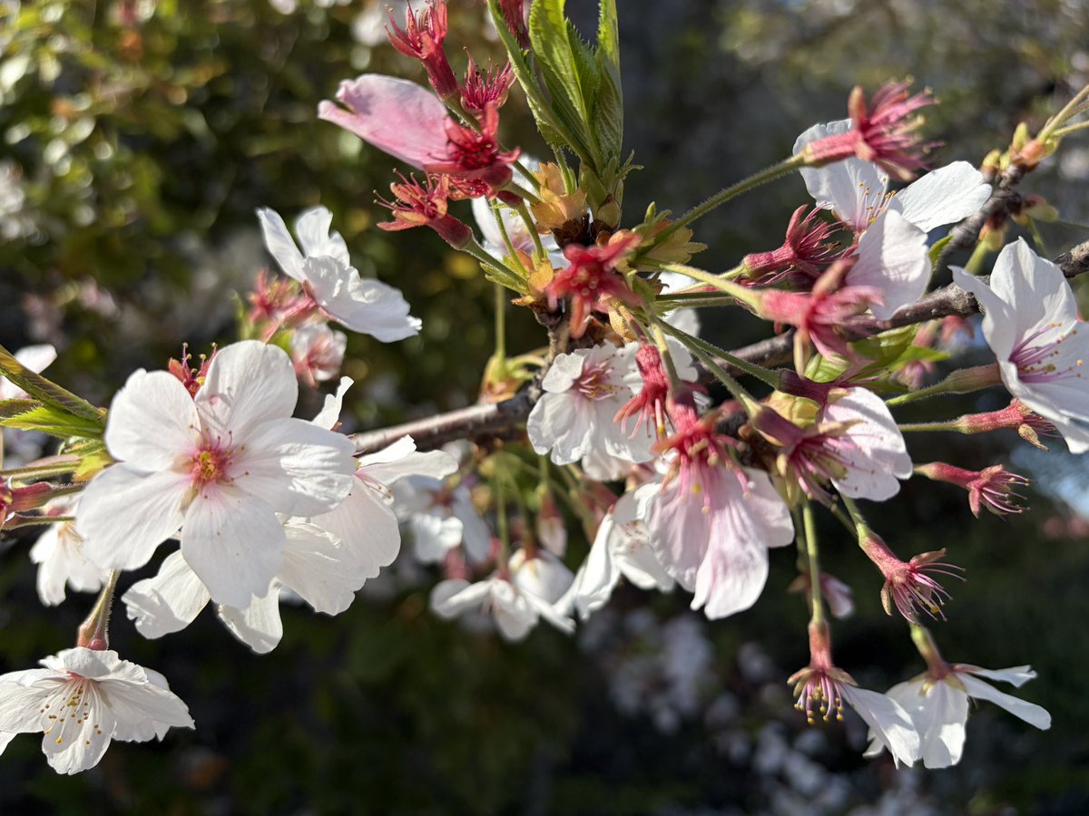 あおえみ tweet media