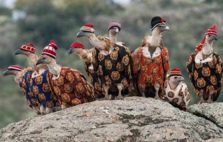 kambbi 💎 tweet media