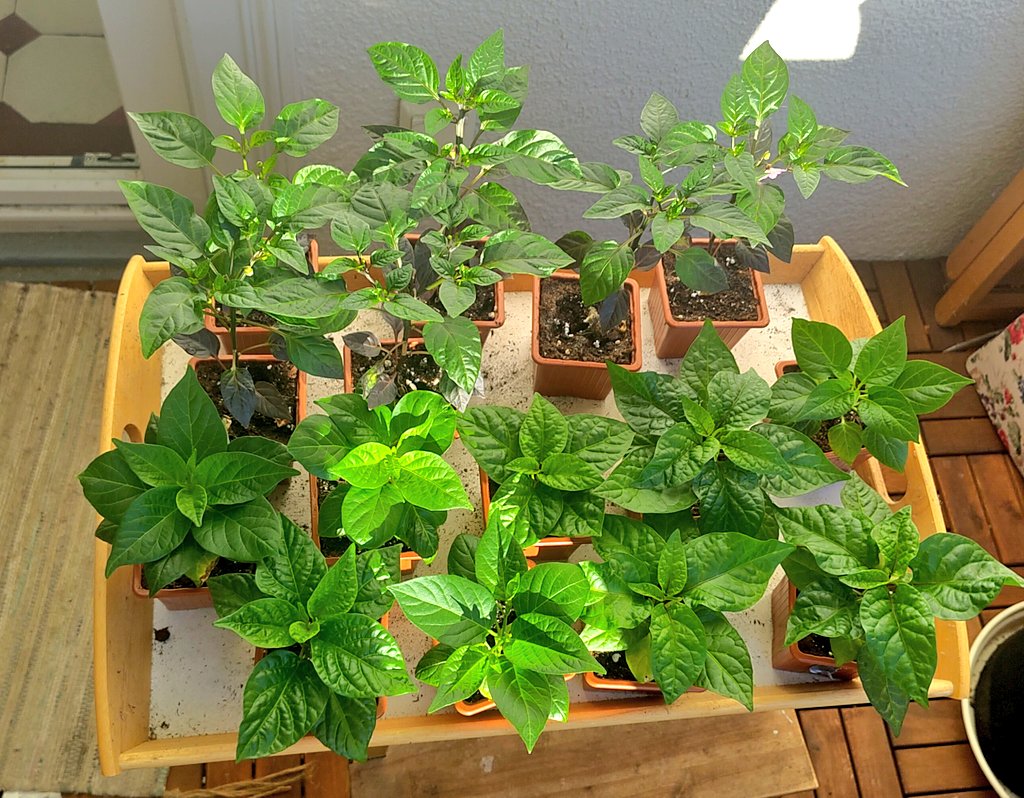 elvis immergrün aka pH Baxxter tweet media