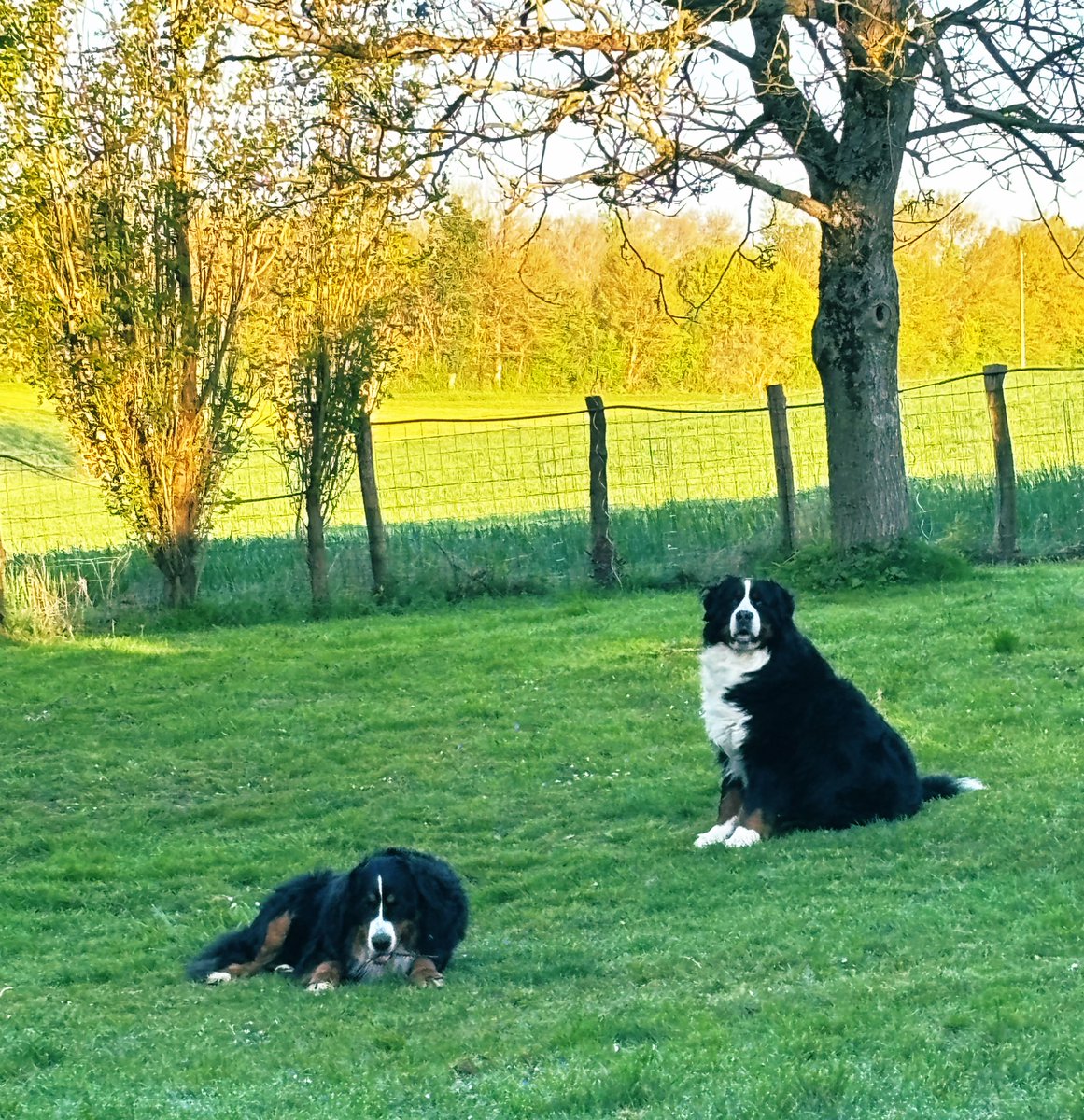 Mustang 🐻💫 Shelby 🐻 et Viking 🧸 tweet media