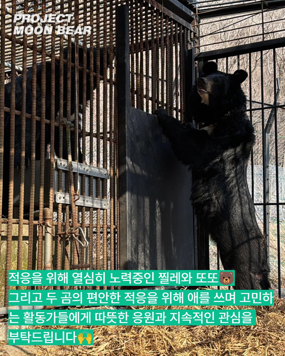 곰 보금자리 프로젝트 tweet media