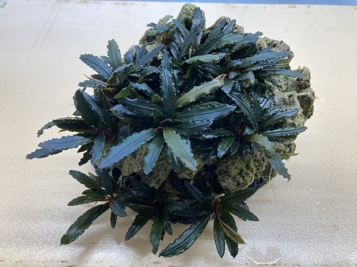 山水苑 tweet media