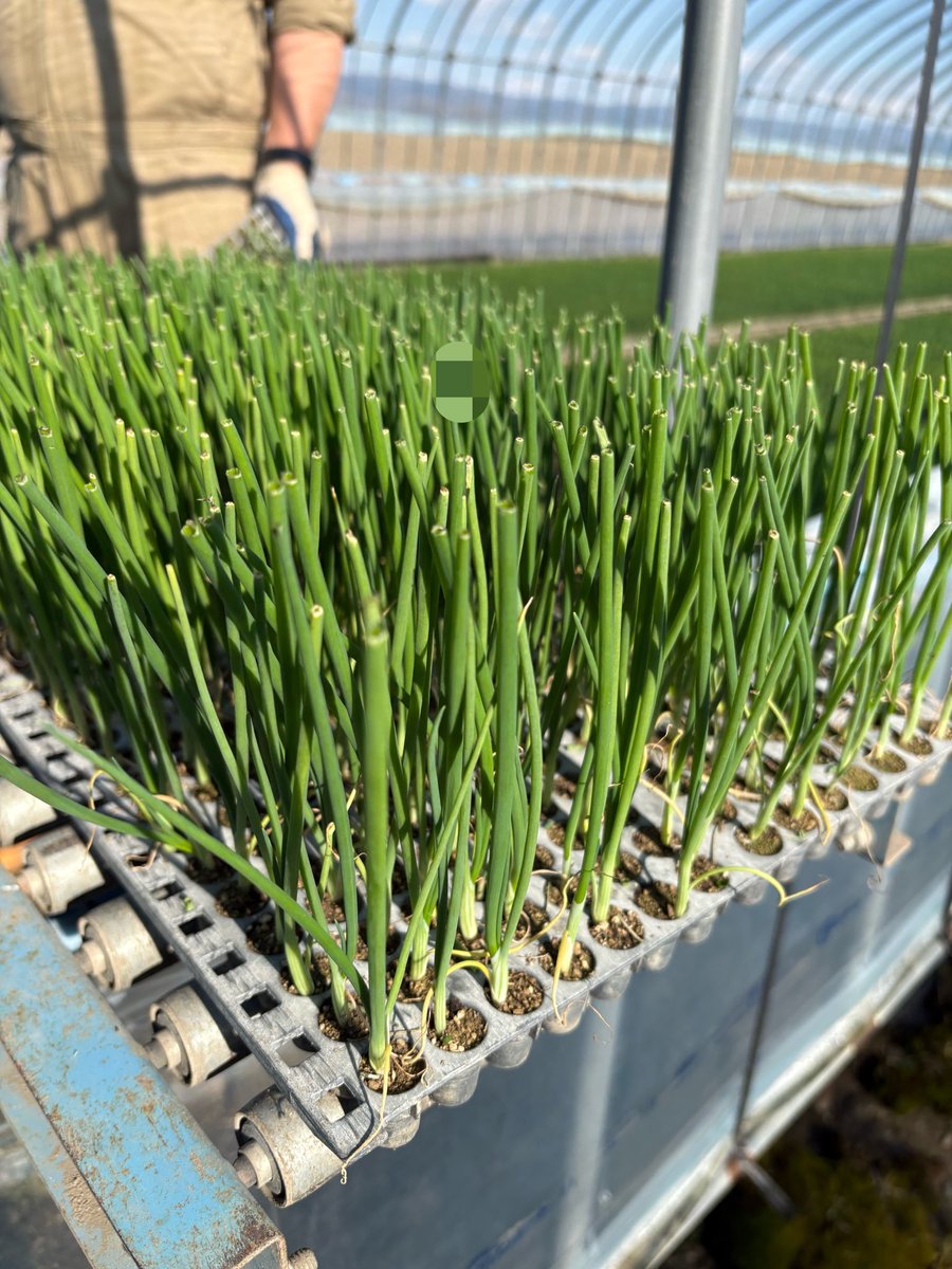 さくっち@B&C tweet media