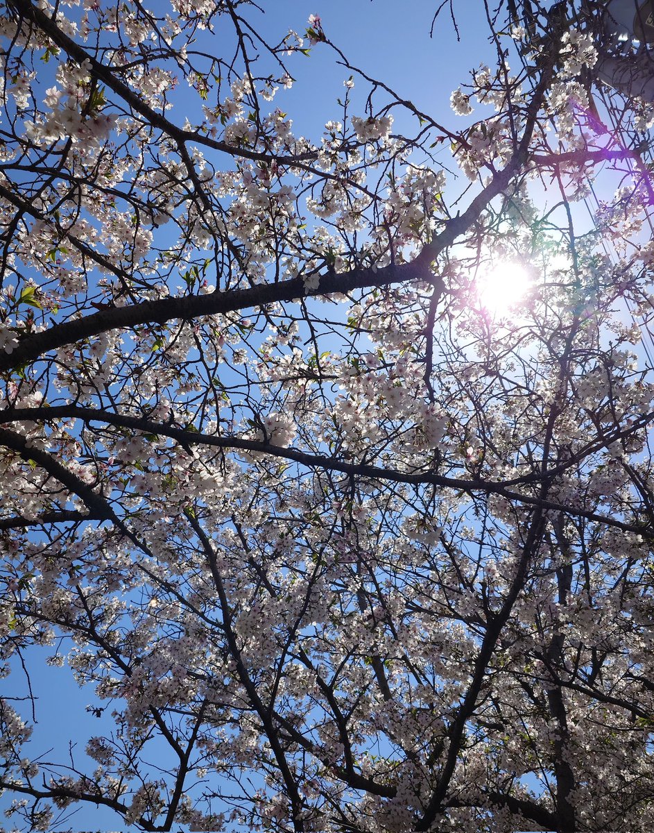 ichito_778's tweet photo. 風で所々散っちゃってましたが、綺麗に咲いてました〜🌸 https://t.co/B5k4X4jXU9