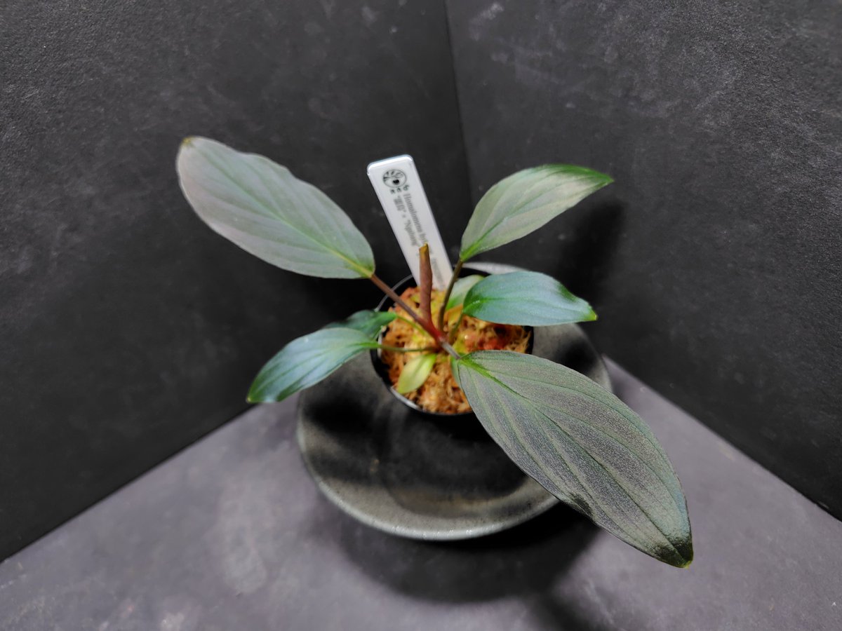 AQUA FORTUNE tweet media