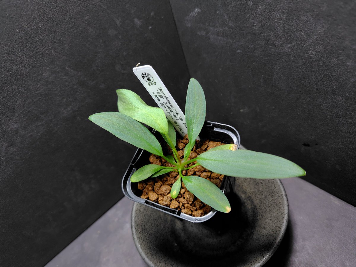 AQUA FORTUNE tweet media