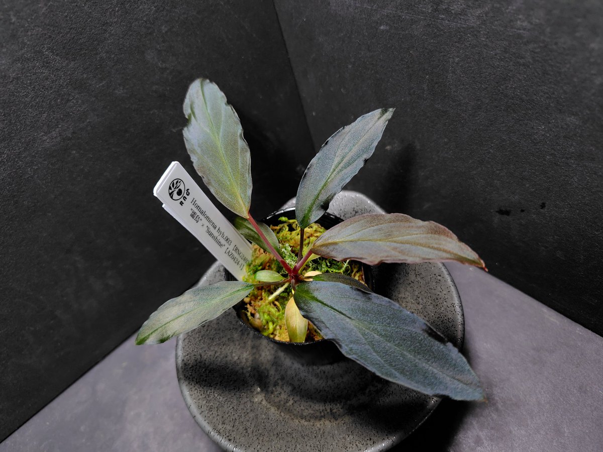 AQUA FORTUNE tweet media