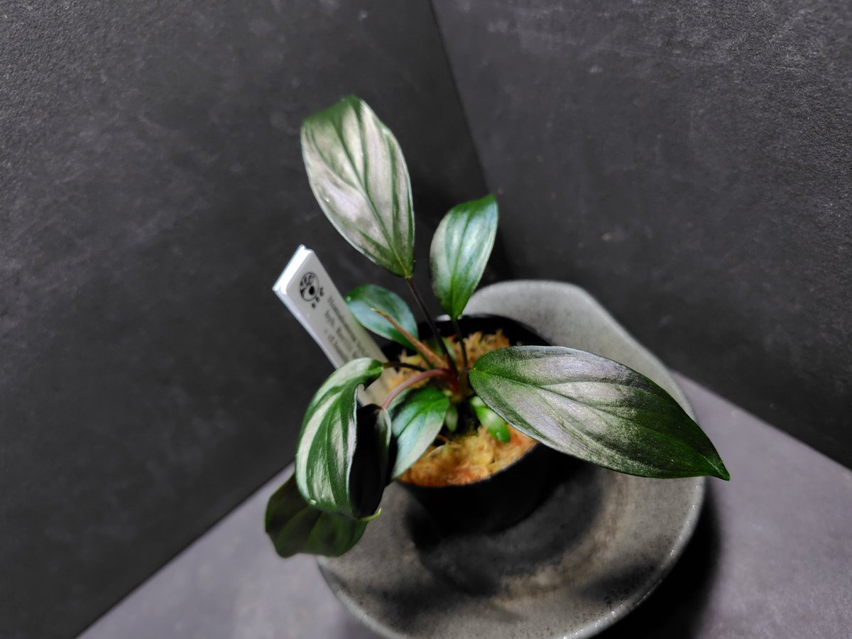 AQUA FORTUNE tweet media