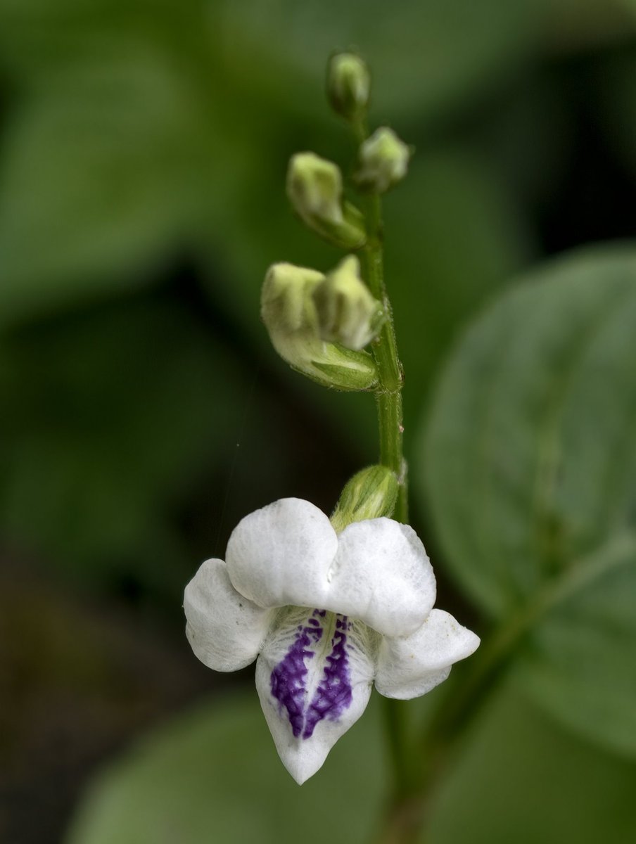 imandani tweet media