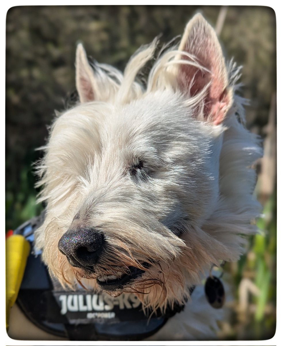 snoopysue71's tweet photo. #Spring walks 
Freddie may no longer have any eyes but he is still full of joy 🌸
He is enjoying his walks 🌼
Our walks are very special to me 
It's a special bonding time for us and for us with nature ~ listening 
There is always more than one way 
✨ Be where your feet are ✨ 
#KeepGoing x⛅