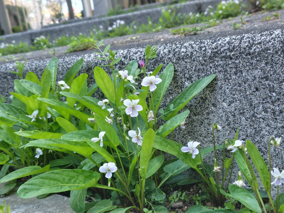 みのん tweet media