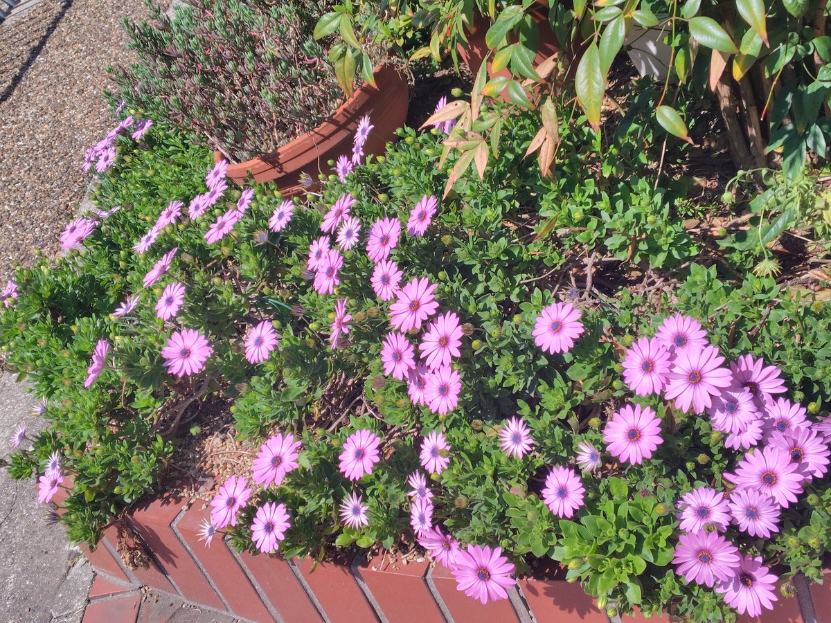 みのん tweet media