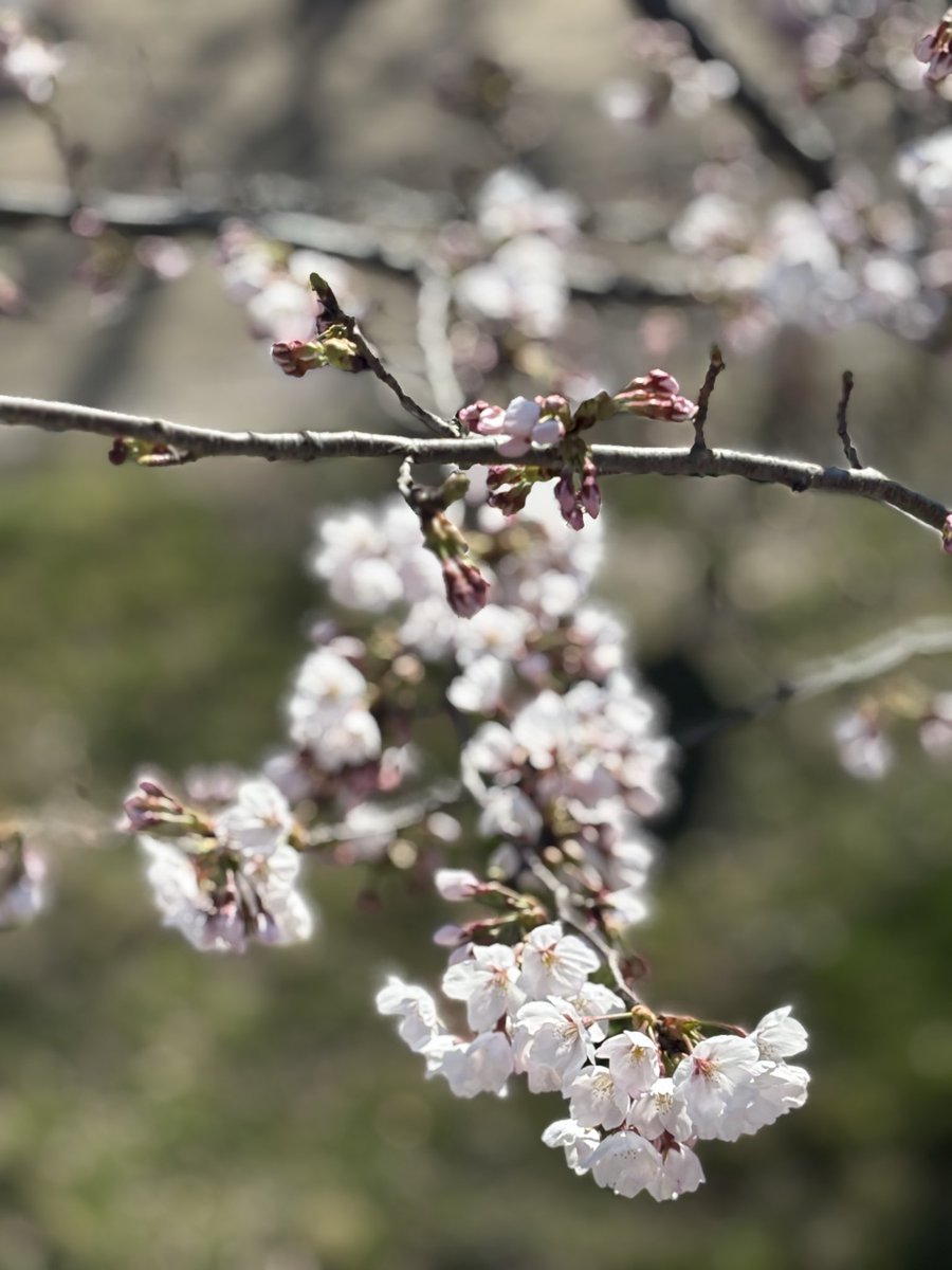 みく氏🔔 tweet media