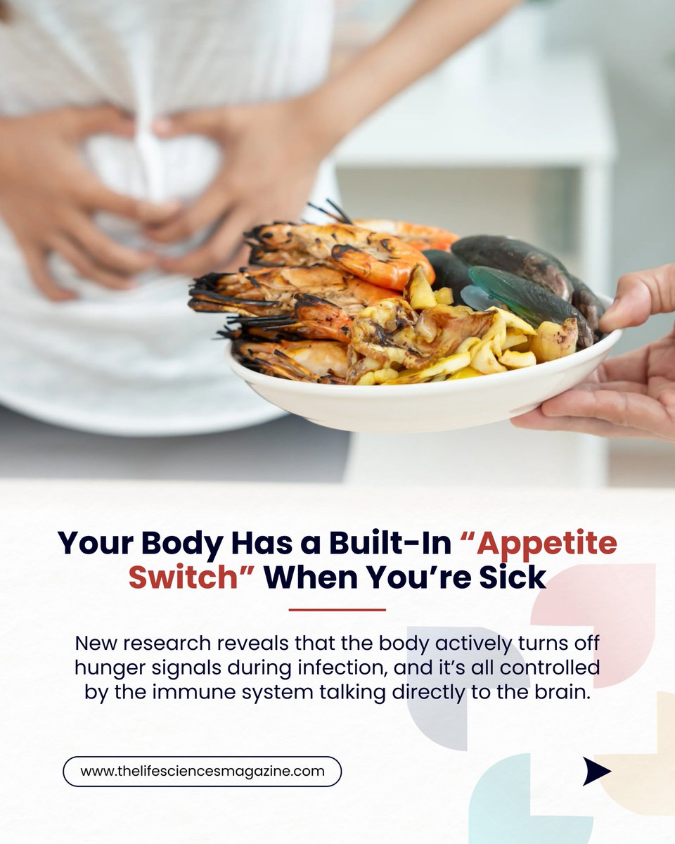 lifesciencesmag's tweet image. Sick &amp;amp; not hungry?

That’s your immune system shutting off hunger signals in the brain, saving energy to fight infection &amp;amp; speed up recovery.

#ImmuneSystem #HealthFacts #AppetiteSwitch #ScienceNews #InfectionRecovery #BodyFunctions #TheLifeSciencesMagazine