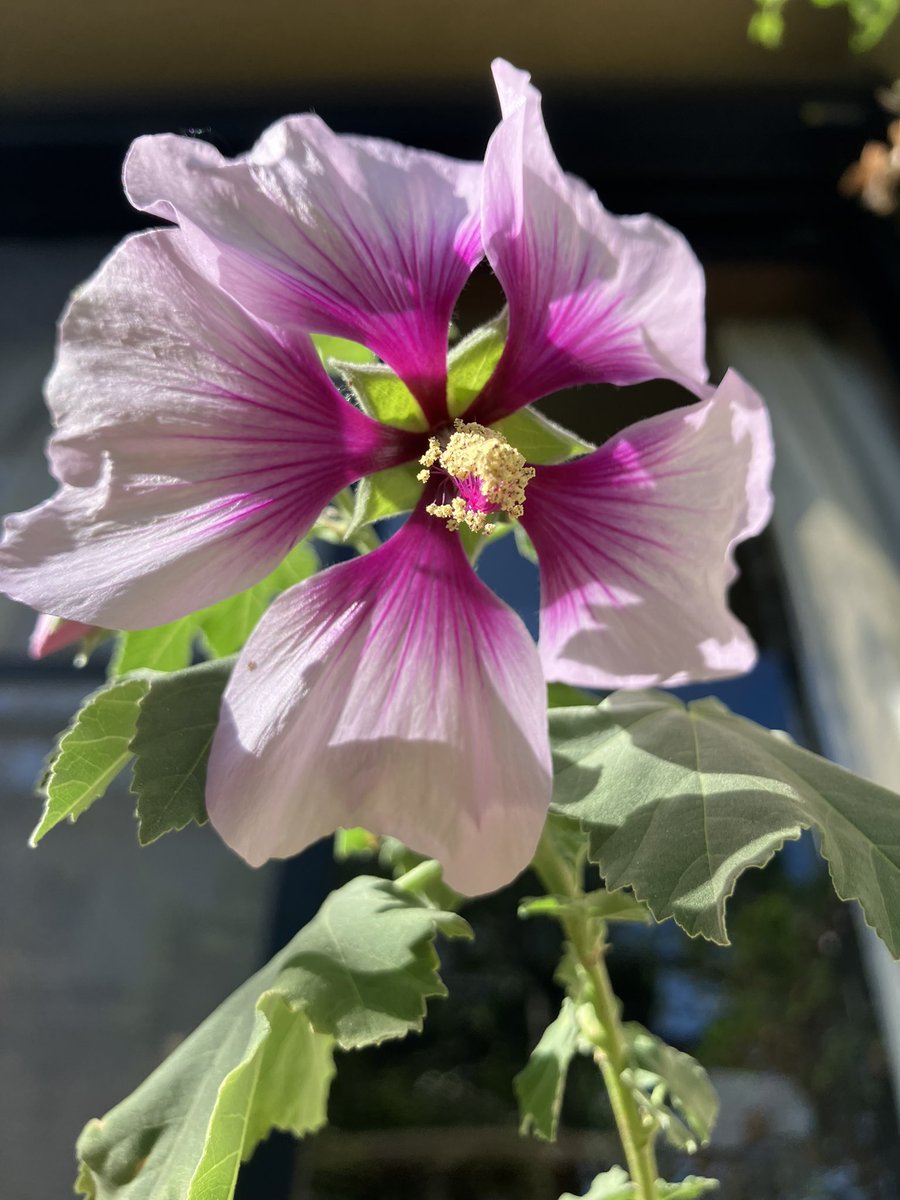 hostany ホスタ🍀 tweet media