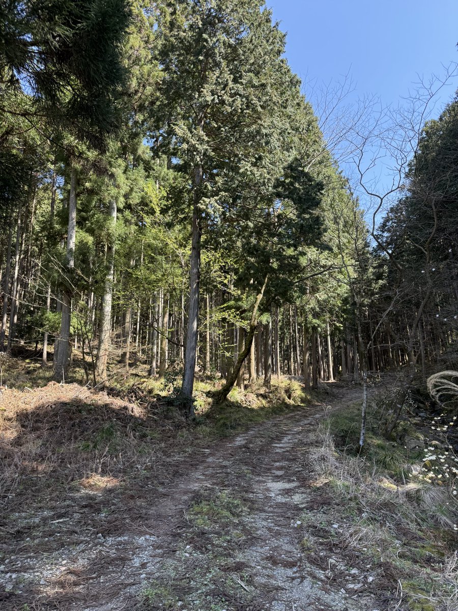 ハリソン森本 tweet media