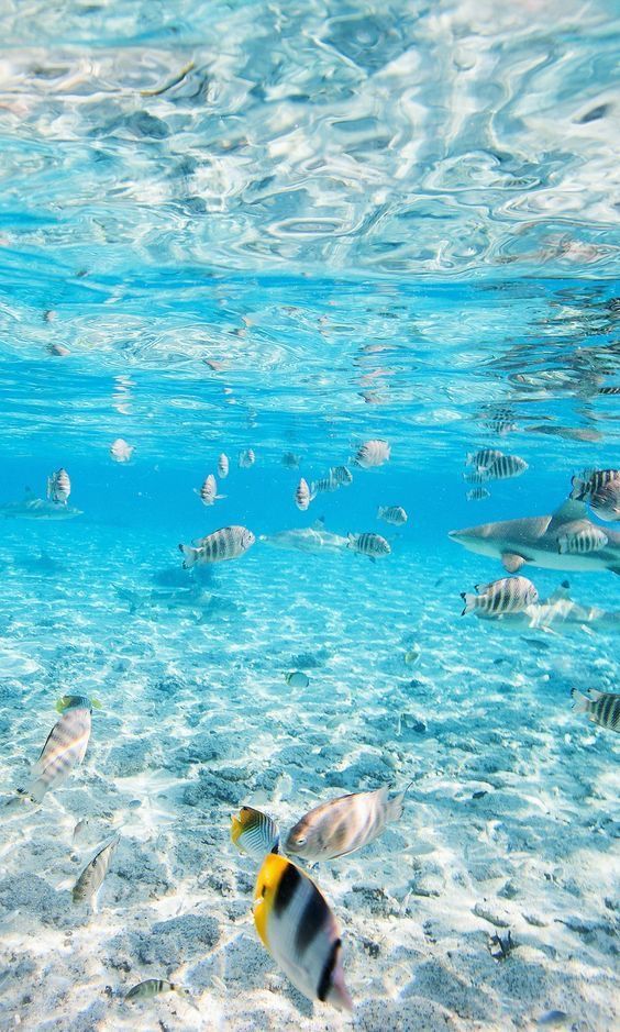 Blue Ocean tweet media