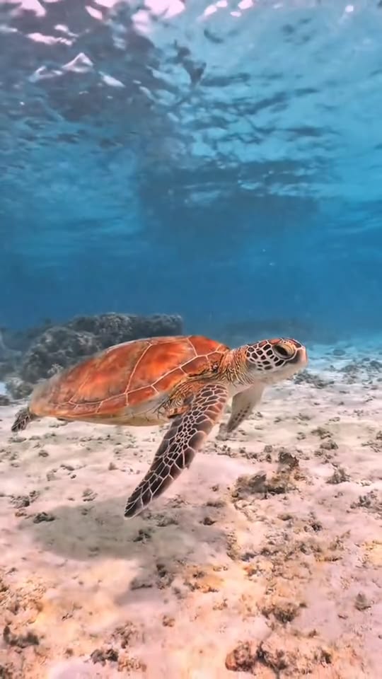 Blue Ocean tweet media