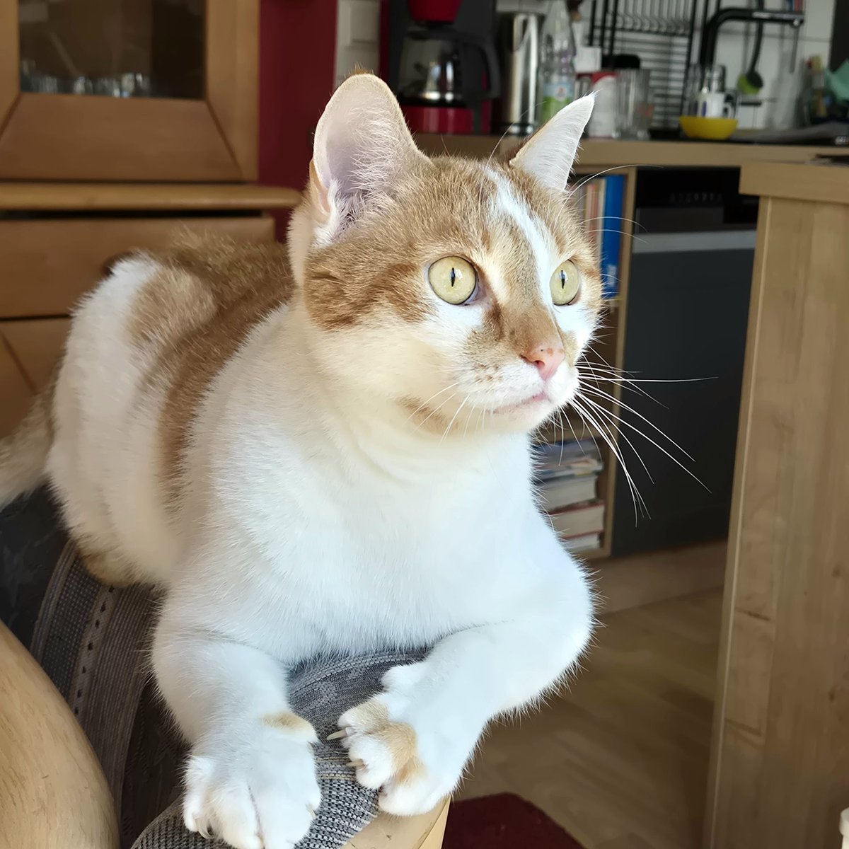 birgitlissowsky's tweet image. Happy #whiskerswednesday lovely friends 😻 I'm watching the birds outside 🐦😺🌷🌞❤️😽

#catsoftwitter #cats #catsarefamily #adoptdontshop 🐈🐾🐾