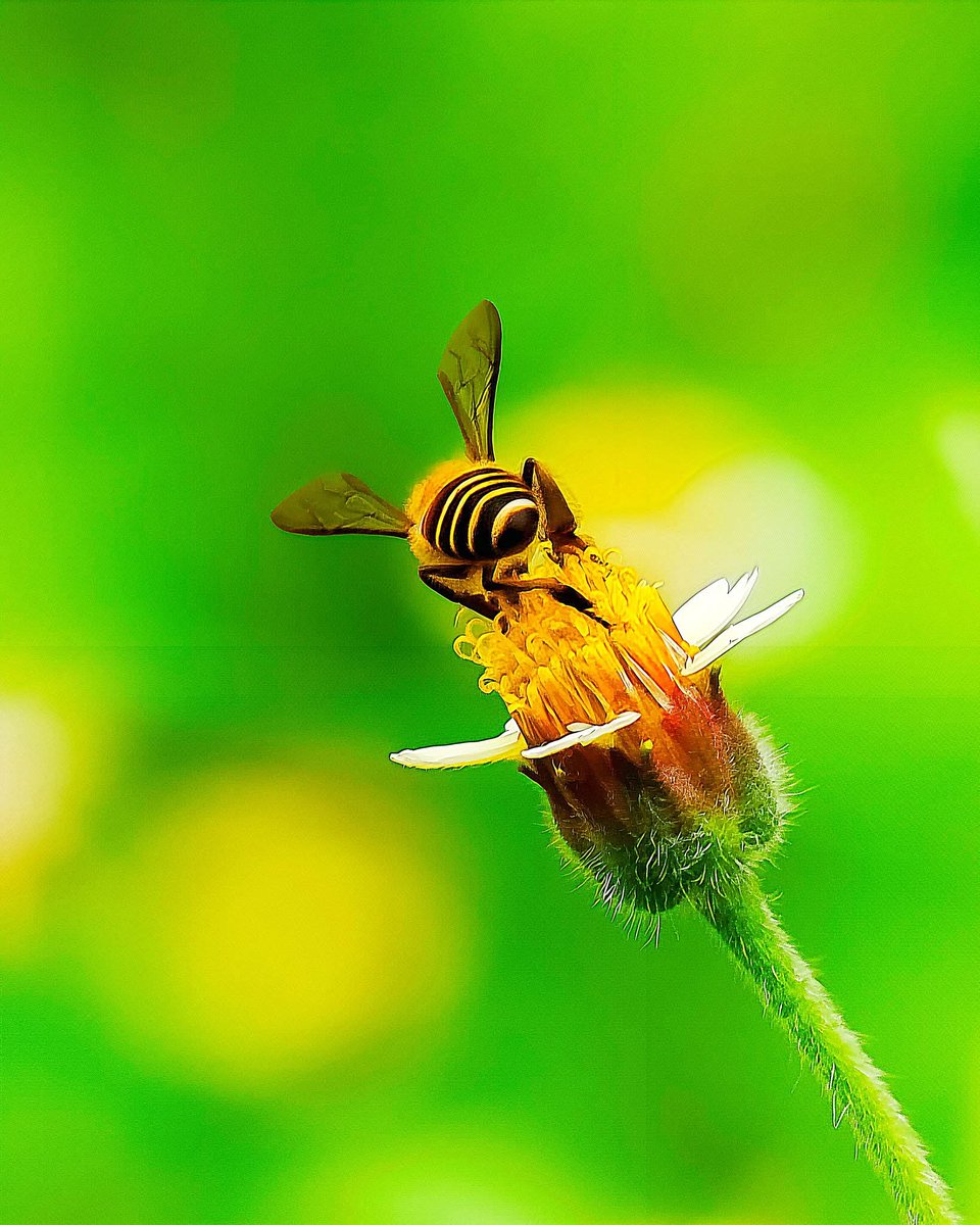 Tanu Trai. tweet media