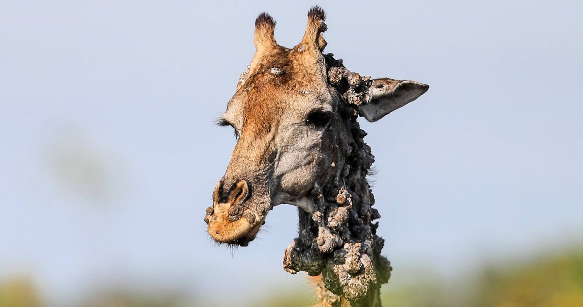 Arcana Oceanis lagi PO | Asta Ebrahim tweet media