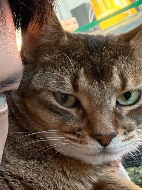 🐈 루이 in da house 🐈‍⬛ tweet media