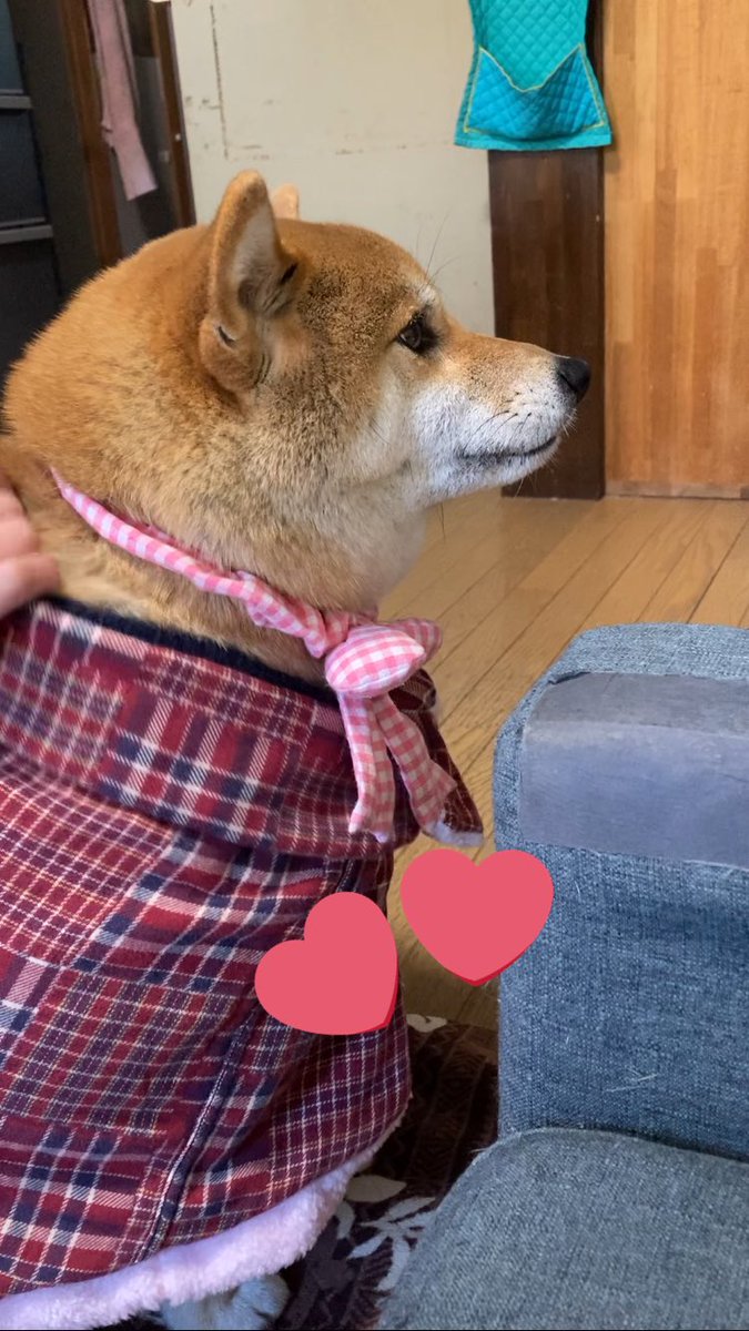 Takasan43228157's tweet image. シバの日に今年のひな祭りの写真をと。ママさんと自分の着なくなった服を使って心亜用の服に。リボン🎀も手造り。市販品に比べ、見映えの良い出来ではないが、心亜にはよく似合ってるわ。#dogsofinstagram #シバの日 #心亜 #dog #しばいぬ #柴犬が好き過ぎるで使っていいよ #柴犬のいる生活 #柴犬大好