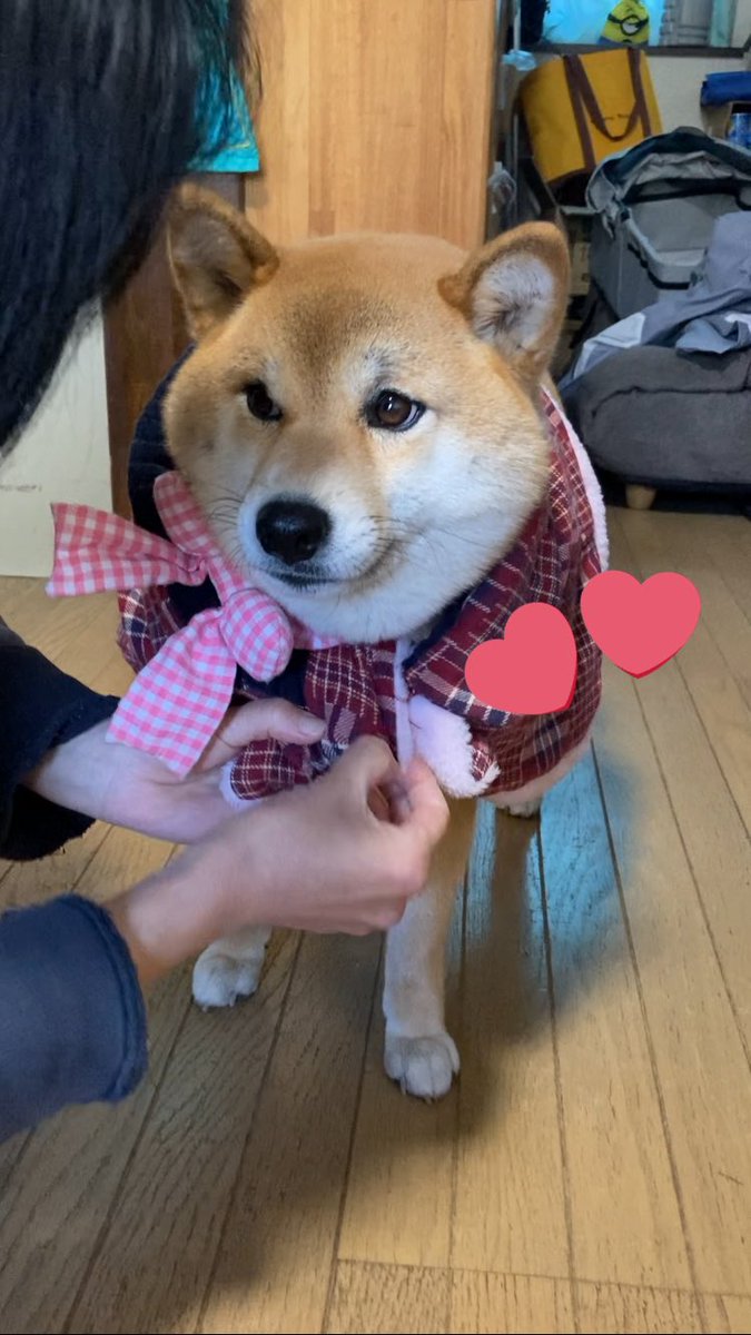 Takasan43228157's tweet image. シバの日に今年のひな祭りの写真をと。ママさんと自分の着なくなった服を使って心亜用の服に。リボン🎀も手造り。市販品に比べ、見映えの良い出来ではないが、心亜にはよく似合ってるわ。#dogsofinstagram #シバの日 #心亜 #dog #しばいぬ #柴犬が好き過ぎるで使っていいよ #柴犬のいる生活 #柴犬大好
