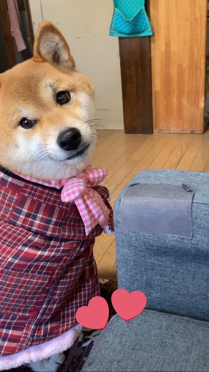 Takasan43228157's tweet image. シバの日に今年のひな祭りの写真をと。ママさんと自分の着なくなった服を使って心亜用の服に。リボン🎀も手造り。市販品に比べ、見映えの良い出来ではないが、心亜にはよく似合ってるわ。#dogsofinstagram #シバの日 #心亜 #dog #しばいぬ #柴犬が好き過ぎるで使っていいよ #柴犬のいる生活 #柴犬大好