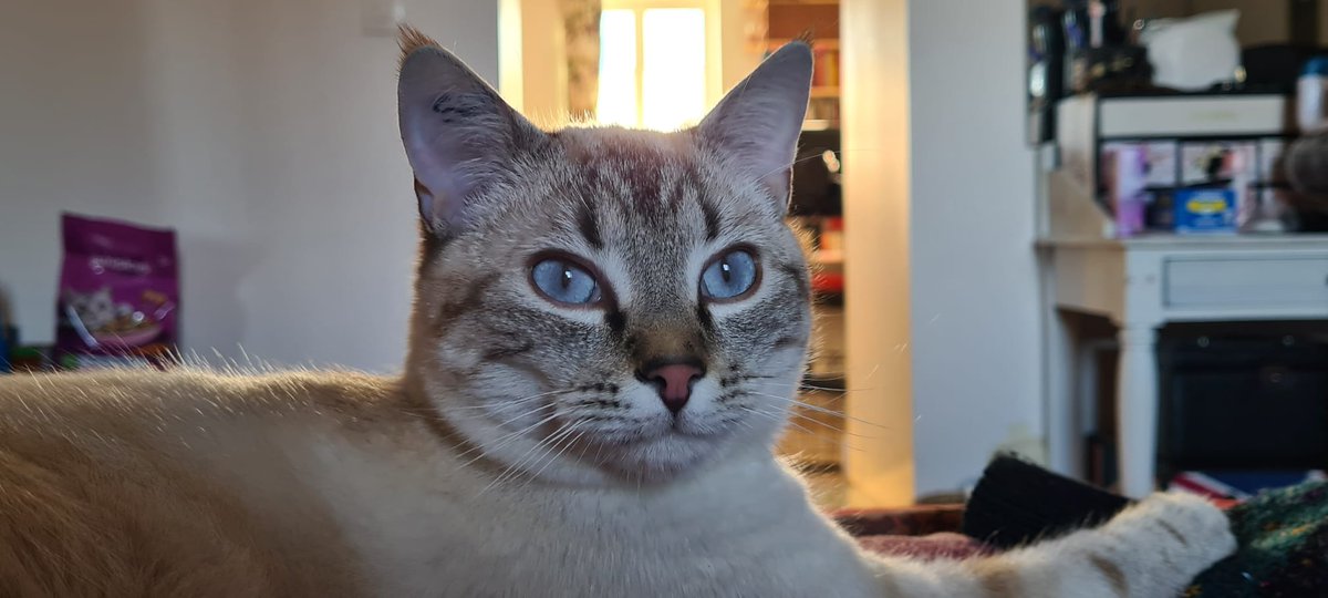 _liliby's tweet photo. Blue eyes https://t.co/vM54uyWECS