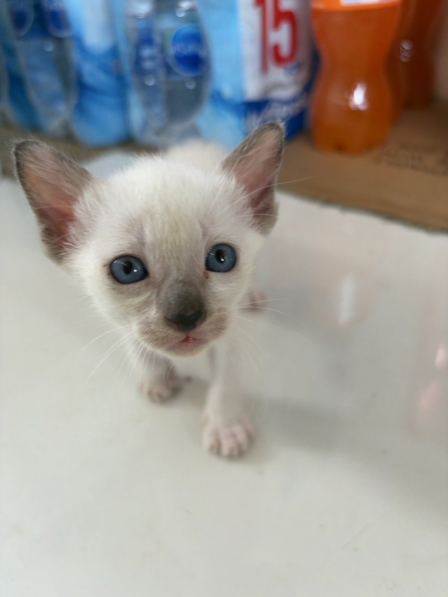 Catster & Co บ้านพักพิงแมวจร tweet media