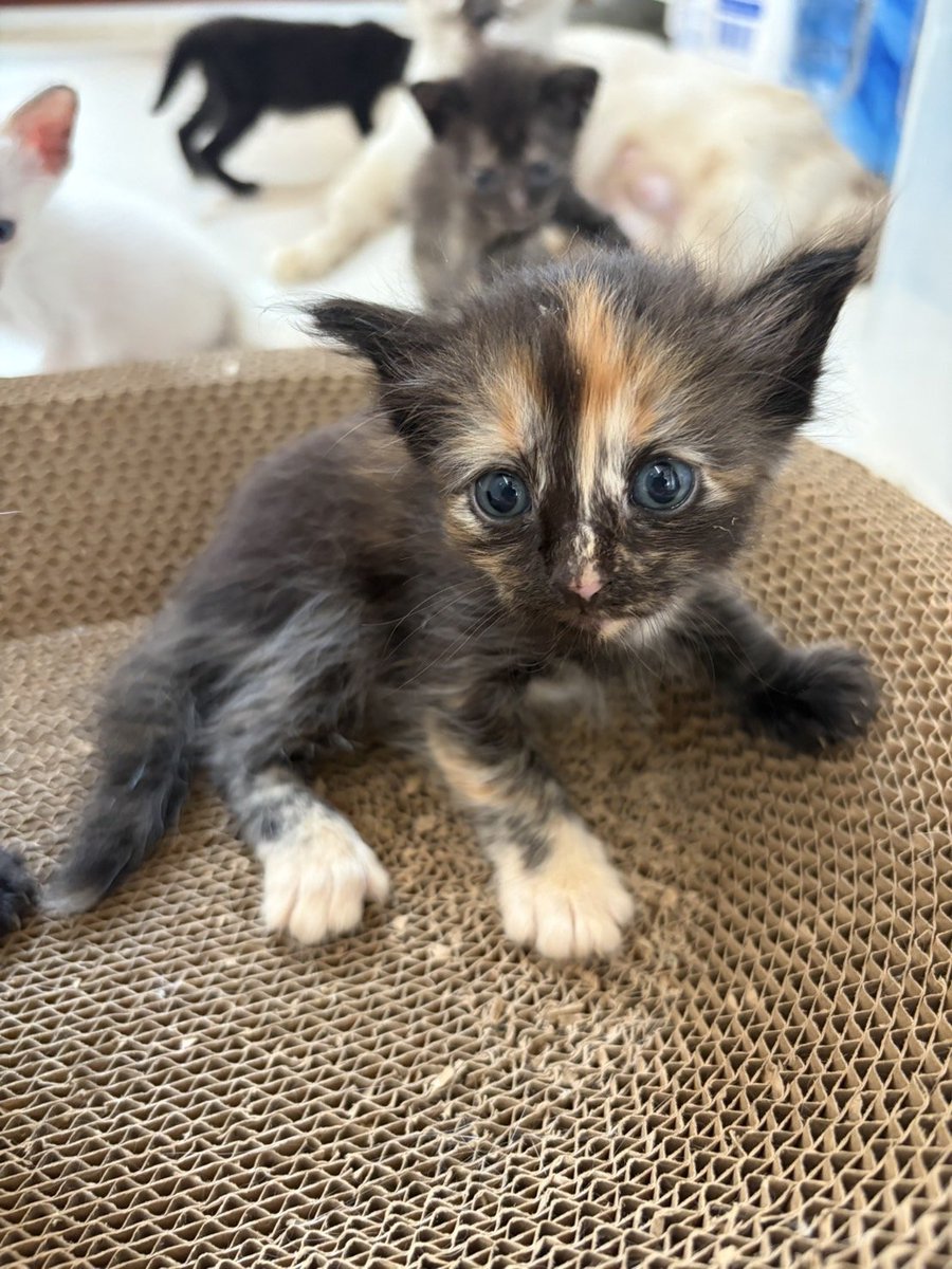 Catster & Co บ้านพักพิงแมวจร tweet media